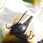 Buff-tailed Bumblebee, <i>Bombus terrestris</i>