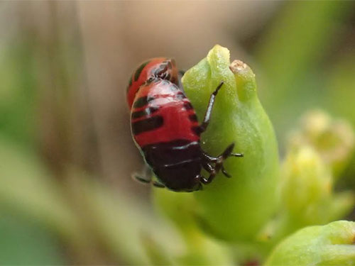 Canthophorus impressus nymphs Graeme Lyons