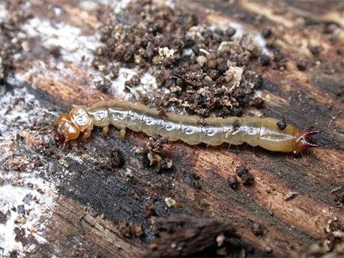 Cardinal larva