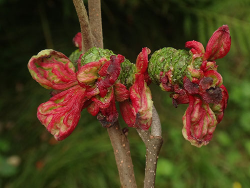 Taphrina alni photo by Christian Berg