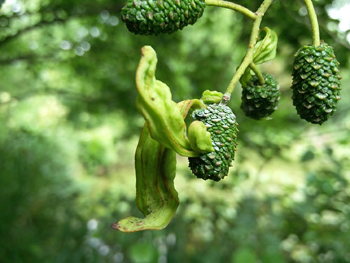 Taphrina alni photo by Clare Blencowe