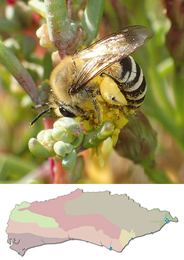 Sea Aster Bee, Colletes halophilus