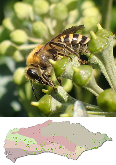 Ivy Bee, Colletes_hederae