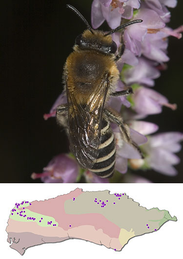 Heather Bee, Colletes succinctus - female