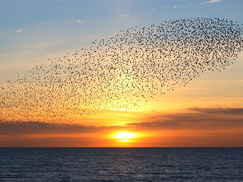 Common Starlings at Brighton - Sandra Palme