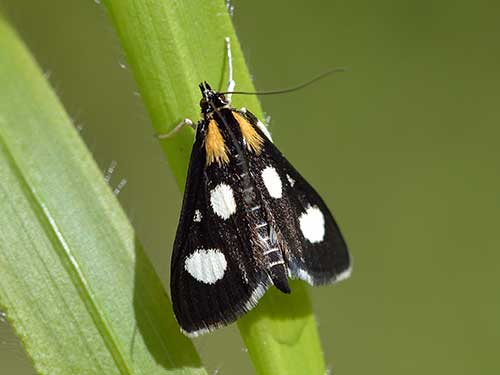 Anania funebris Bob Eade