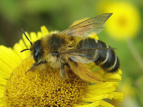 Dasypoda-hirtipes-female S Falk 