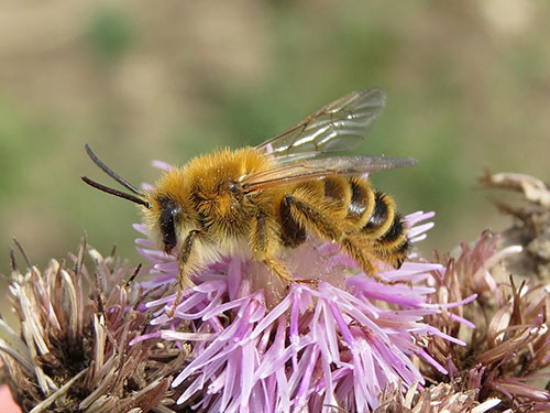 Dasypoda-hirtipes-male S Falk