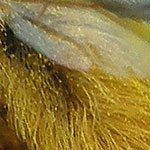 Pantaloon Bee, <i>Dasypoda hirtipes</i>