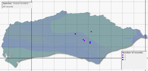 Anania funebris distribution