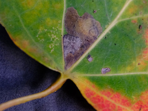 Ectoedemia argyropeza