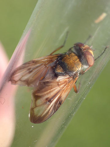 Ectophasia crassipennis - Graeme Lyons