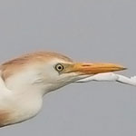 Cattle Egret <i>Bubulcus ibis</i>