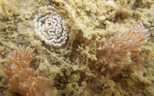 Facelina bostoniensis with eggs