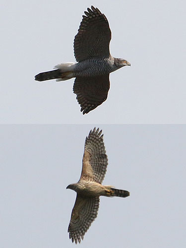 Female Goshawks