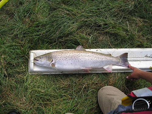 Female Sea Trout