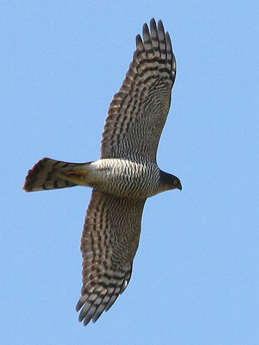 Female Sparrowhawk