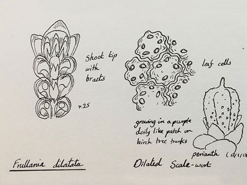 Frullania_dilatata Drawing S. Rubinstein