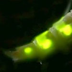 Glow-worm <i>Lampyris noctiluca</i>