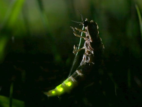 Glow-worm Neil Fletcher