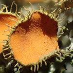 Golden-eye Lichen, <i>Teloschistes chrysophthalmus</i>