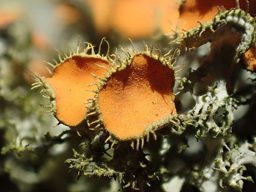 Golden-eye Lichen Graeme Lyons