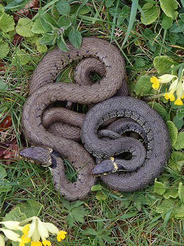 Grass Snake pair