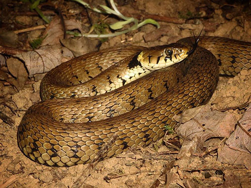 Grass Snake - Ryan Greaves