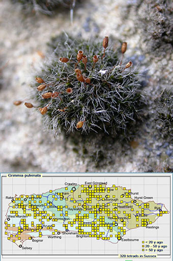 Tortula muralis - Sue Rubinstein