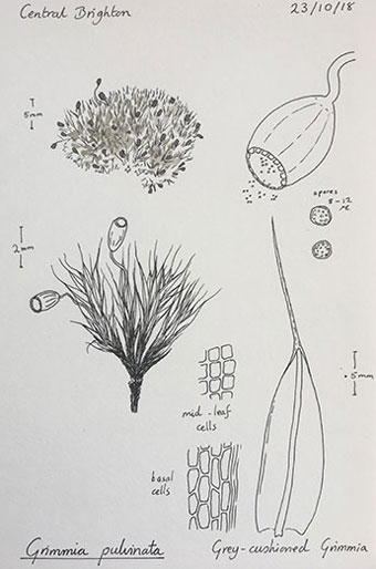 Grimmia pulvinata - Sue Rubinstein