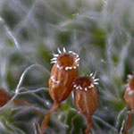 (Two) Wall Mosses