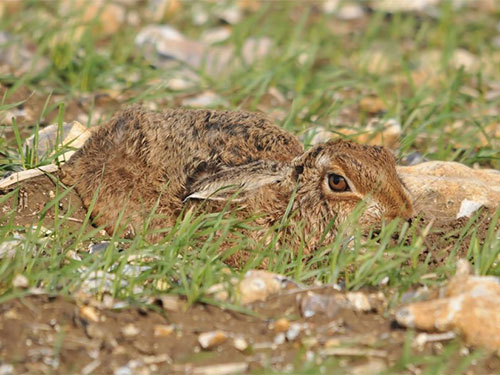 Brown Hare photo Bob Eade