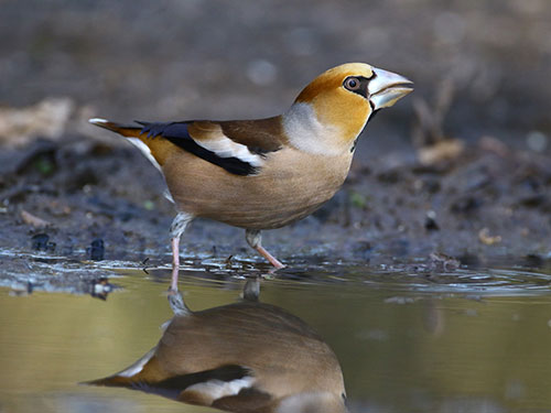 Hawfinch Photo Lee Fuller