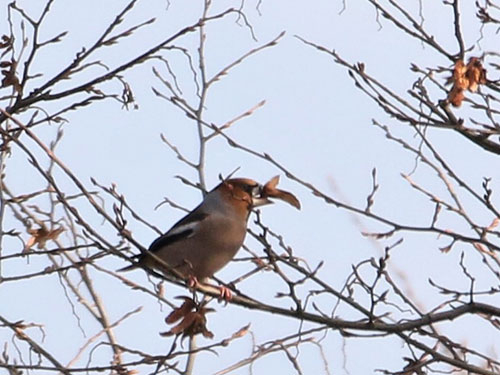 Hawfinch Photo Mark Mallalieu