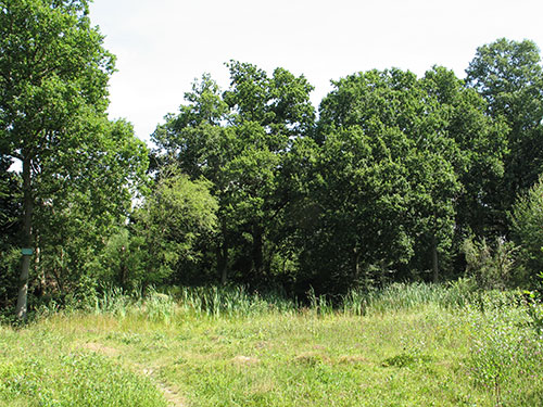 Heart Moth habitat by Mark Parsons