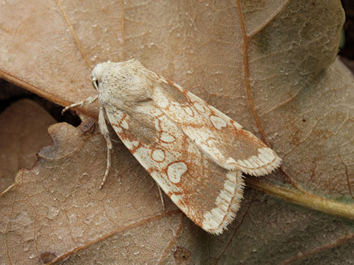 Heart Moth by David Green