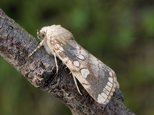 Heart Moth by David Green