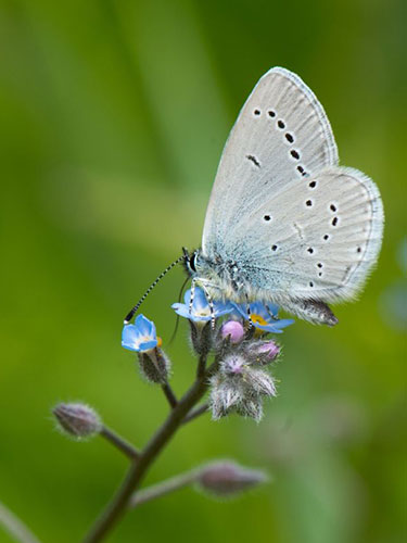 Holly Blue - Nigel Symington