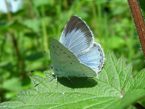 Holly Blue - Nigel Kemp