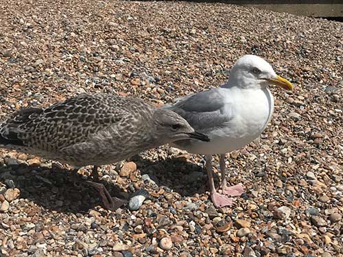 Herring Gulls