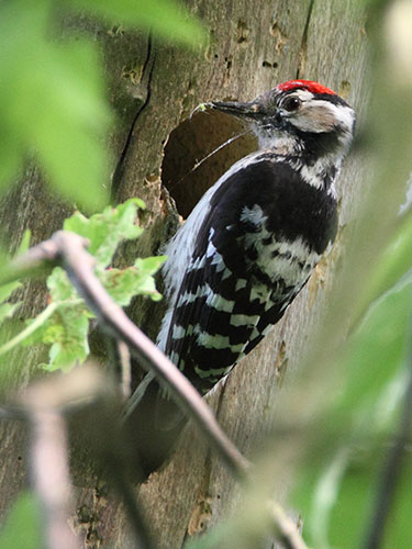 Lesser Spotted Woodpecker - Phil Wallace
