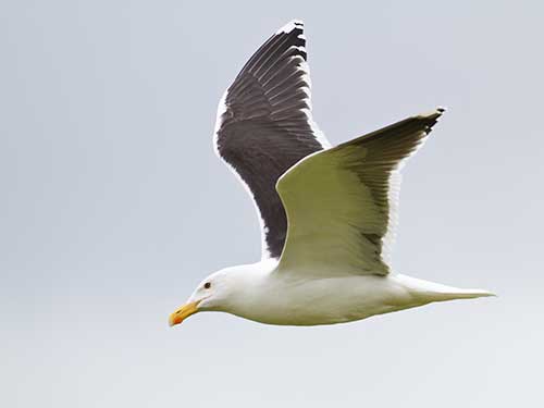 Lesser Black-backed Gull