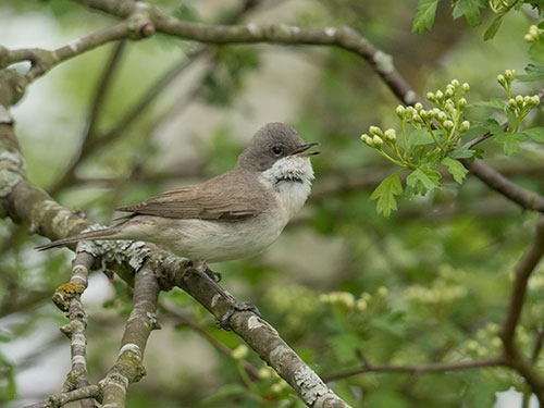 Lesser Whitethroat - Photo: Gary Faulkner