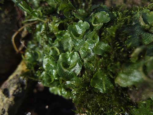 Lunularia cruciata