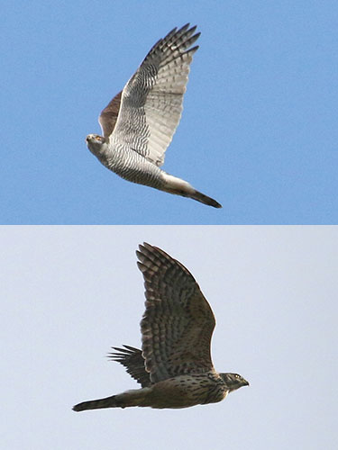 Male Goshawks