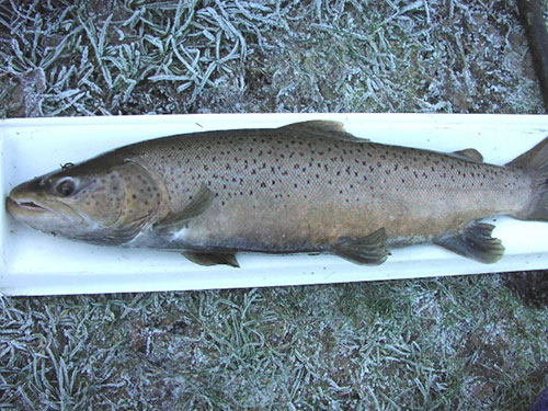 Male Sea Trout