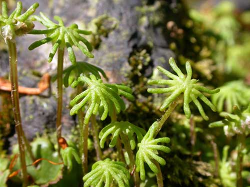 Marchantia polymorpha