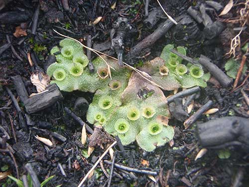 Marchantia polymorpha