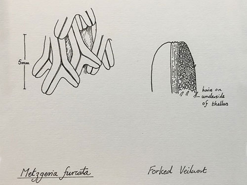 Metzgeria furcata Drawing S. Rubinstein