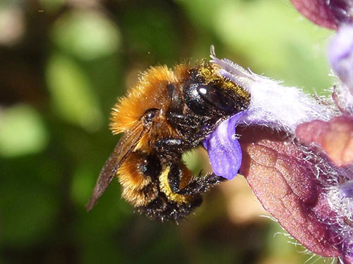 Female Osmia pilicornis Photo-Rosie Bleet